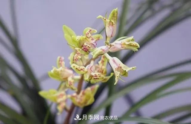 假花開始橫行，擦亮眼睛，秋天這3種***容易造假(圖7)