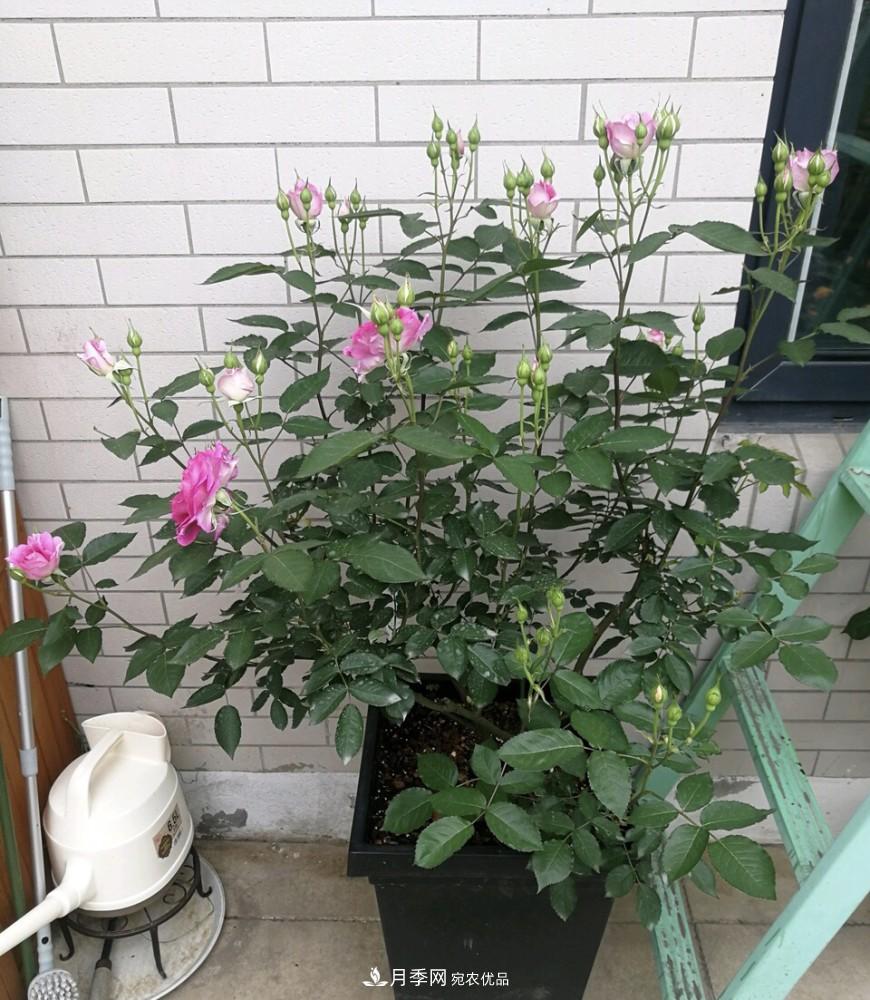 到了8月，養(yǎng)月季做對“3件事”，又能“滿血復(fù)活”花開爆盆(圖5)