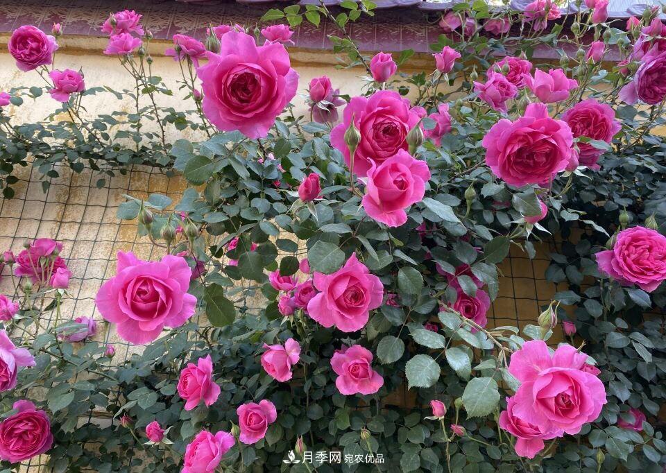 到了8月，養(yǎng)月季做對“3件事”，又能“滿血復(fù)活”花開爆盆(圖7)