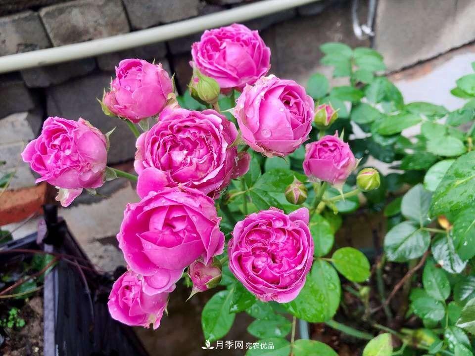 到了8月，養(yǎng)月季做對“3件事”，又能“滿血復(fù)活”花開爆盆(圖6)