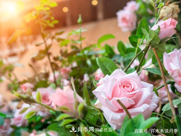 光照只有2~3小時能養(yǎng)月季嗎？這些訣竅教你在半陰處也能養(yǎng)好月季(圖2)