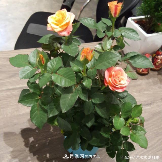 光照只有2~3小時能養(yǎng)月季嗎？這些訣竅教你在半陰處也能養(yǎng)好月季(圖4)