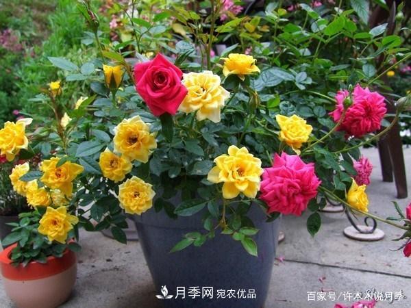 光照只有2~3小時能養(yǎng)月季嗎？這些訣竅教你在半陰處也能養(yǎng)好月季(圖6)