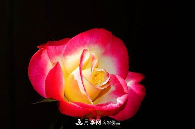 月季太美，哪一種月季的芳香，能讓你的嗅覺(jué)感到幸福？(圖7)