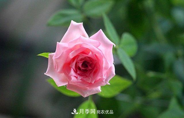 月季太美，哪一種月季的芳香，能讓你的嗅覺(jué)感到幸福？(圖6)