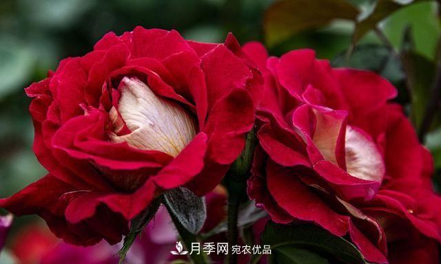 月季太美，哪一種月季的芳香，能讓你的嗅覺(jué)感到幸福？(圖5)