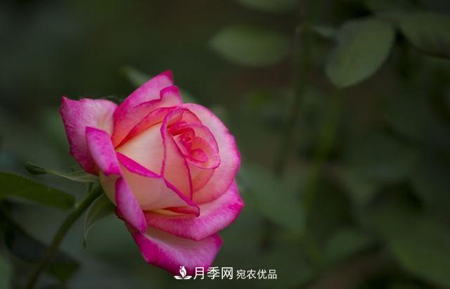 月季太美，哪一種月季的芳香，能讓你的嗅覺(jué)感到幸福？(圖1)