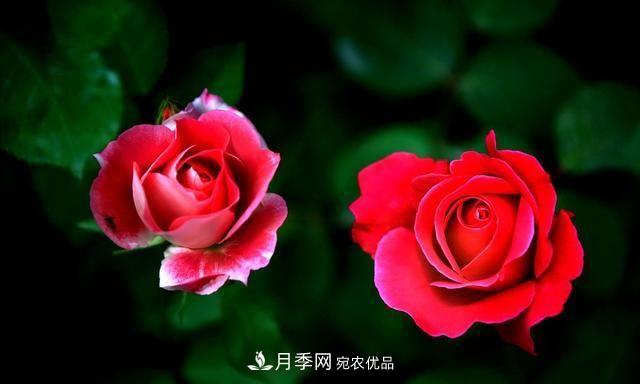 月季太美，哪一種月季的芳香，能讓你的嗅覺(jué)感到幸福？(圖2)