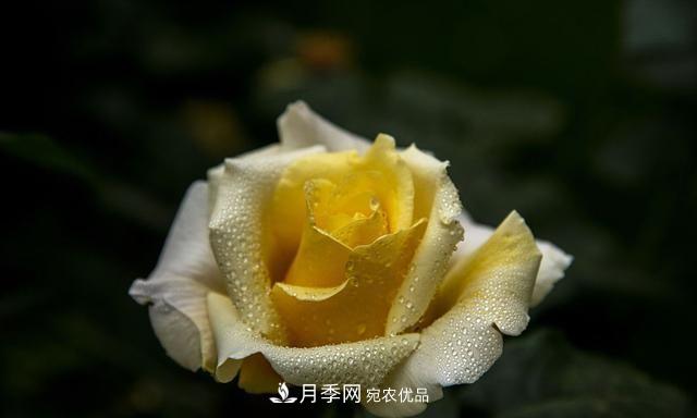 月季太美，哪一種月季的芳香，能讓你的嗅覺(jué)感到幸福？(圖3)