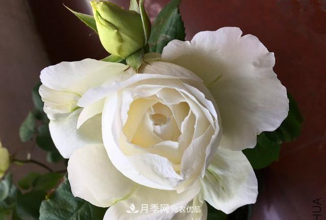 月季太美，哪一種月季的芳香，能讓你的嗅覺(jué)感到幸福？(圖8)