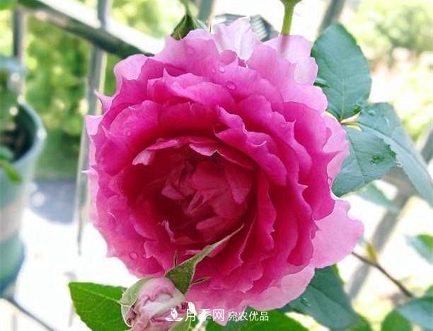 月季太美，哪一種月季的芳香，能讓你的嗅覺(jué)感到幸福？(圖9)