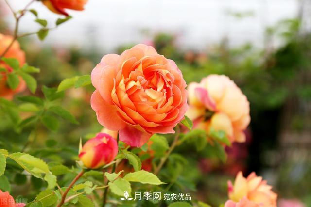 秋天月季不殺菌，會把病菌帶到家里，月季花友真實經(jīng)歷告訴你后果(圖1)
