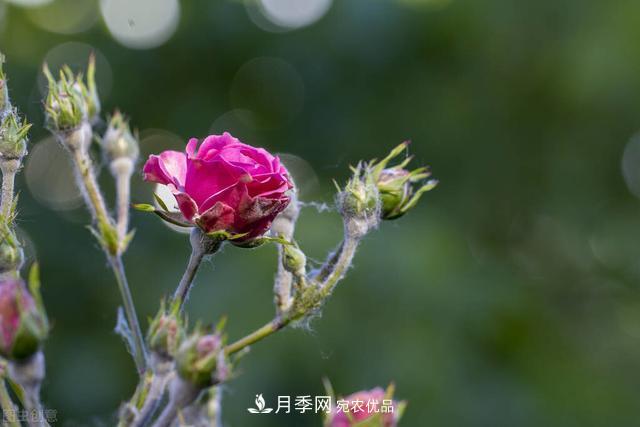 秋天月季不殺菌，會把病菌帶到家里，月季花友真實經(jīng)歷告訴你后果(圖2)