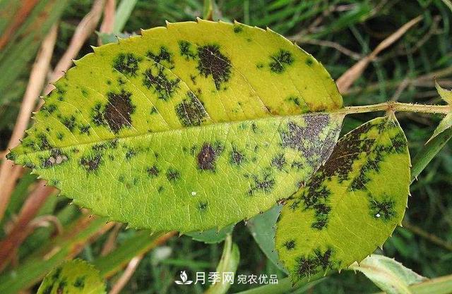 秋天月季不殺菌，會把病菌帶到家里，月季花友真實經(jīng)歷告訴你后果(圖3)