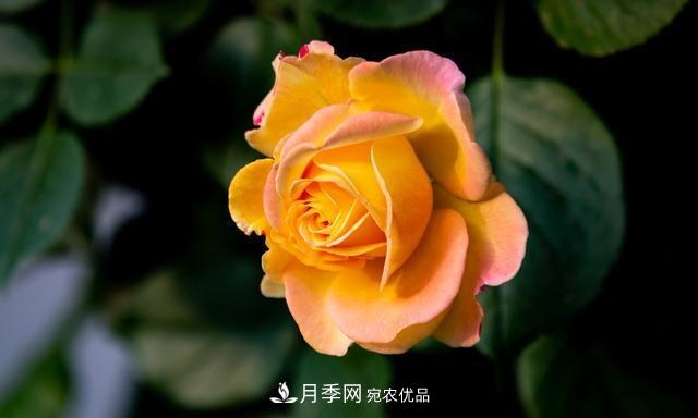 秋天月季不殺菌，會把病菌帶到家里，月季花友真實經(jīng)歷告訴你后果(圖5)