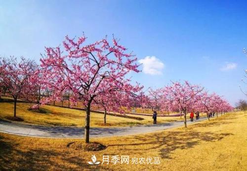 園林綠化常用觀花喬木，花開(kāi)五彩、絢麗奪目，每種都很有特色(圖1)