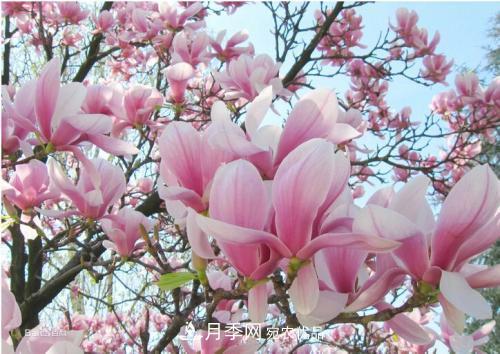 園林綠化常用觀花喬木，花開(kāi)五彩、絢麗奪目，每種都很有特色(圖4)