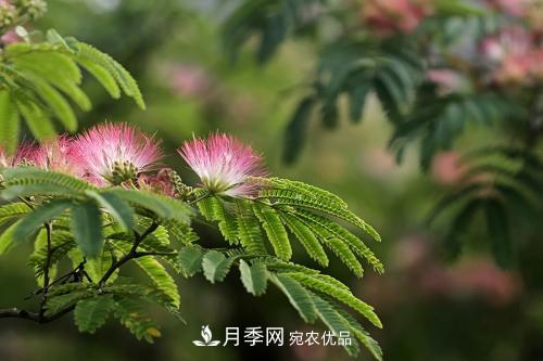 園林綠化常用觀花喬木，花開(kāi)五彩、絢麗奪目，每種都很有特色(圖3)