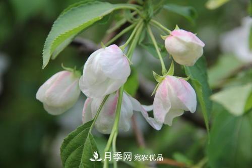 園林綠化常用觀花喬木，花開(kāi)五彩、絢麗奪目，每種都很有特色(圖2)