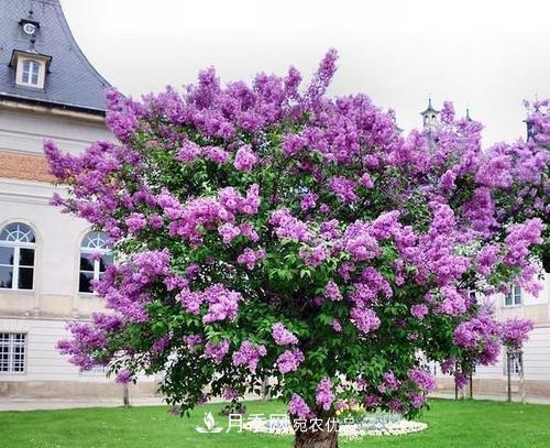 園林綠化常用觀花喬木，花開(kāi)五彩、絢麗奪目，每種都很有特色(圖5)