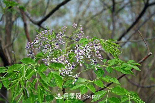 園林綠化常用觀花喬木，花開(kāi)五彩、絢麗奪目，每種都很有特色(圖6)