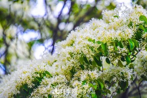 園林綠化常用觀花喬木，花開(kāi)五彩、絢麗奪目，每種都很有特色(圖9)