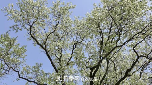 園林綠化常用觀花喬木，花開(kāi)五彩、絢麗奪目，每種都很有特色(圖7)