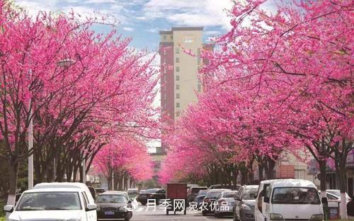園林綠化常用觀花喬木，花開(kāi)五彩、絢麗奪目，每種都很有特色(圖8)