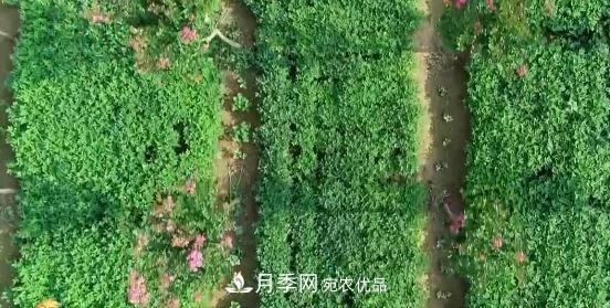 河南商丘男子種苗木，半年?duì)I業(yè)額達(dá)3000萬(圖10)