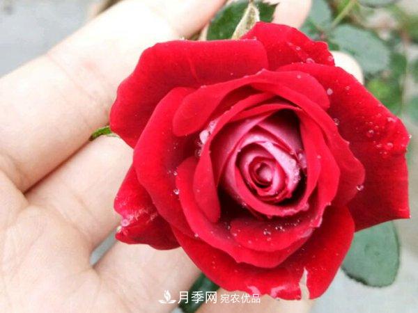 藤本月季栽植養(yǎng)護技術大全(圖1)