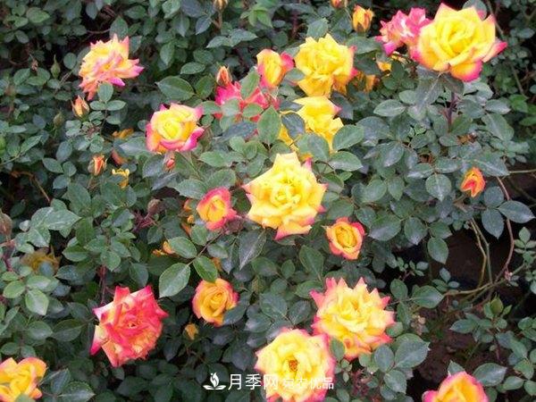 藤本月季蟲災(zāi)有哪些？怎么進(jìn)行防治？(圖1)