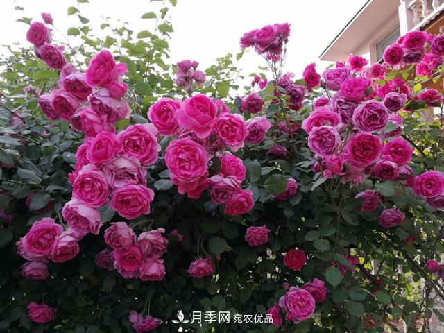 藤本月季栽植養(yǎng)護技術大全(圖3)