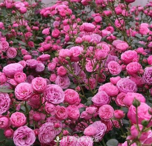 5種勤花月季，開花一茬接一茬，花量大還抗病，值得擁有！(圖2)