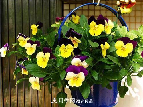 陽臺再小，也要養(yǎng)4種花，種一次年年有花賞，花期群花爭艷！(圖2)