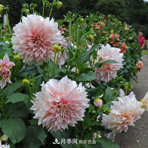 陽臺(tái)再小，也要養(yǎng)3種花，一年四季有花賞，輕松開成小花園(圖2)