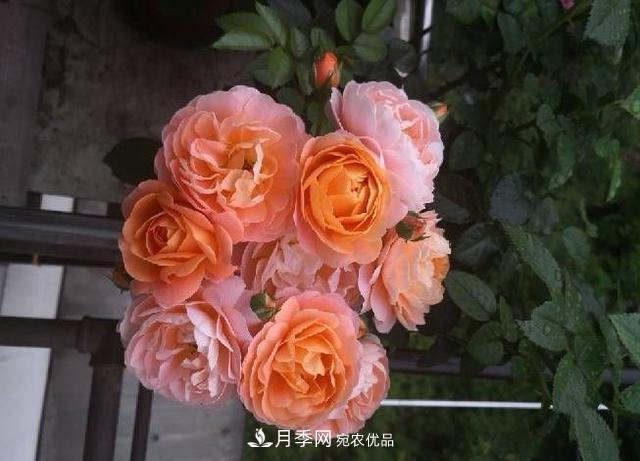 養(yǎng)月季就養(yǎng)一盆它，優(yōu)秀又勤花，好養(yǎng)不打藥，天天能看花(圖4)