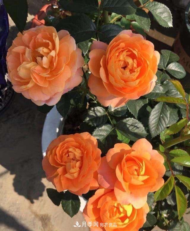 養(yǎng)月季就養(yǎng)一盆它，優(yōu)秀又勤花，好養(yǎng)不打藥，天天能看花(圖6)