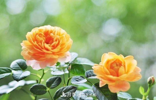 養(yǎng)月季就養(yǎng)一盆它，優(yōu)秀又勤花，好養(yǎng)不打藥，天天能看花(圖5)