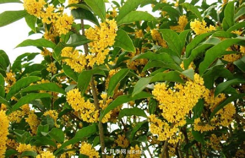桂花香氣濃郁，但繁殖難？掌握四種方法，明年桂花開(kāi)滿園(圖3)