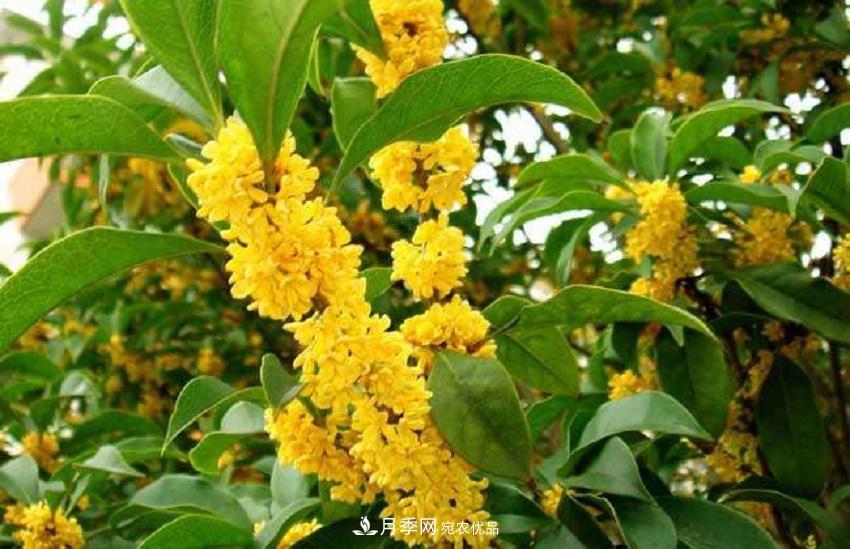 桂花香氣濃郁，但繁殖難？掌握四種方法，明年桂花開(kāi)滿園(圖6)