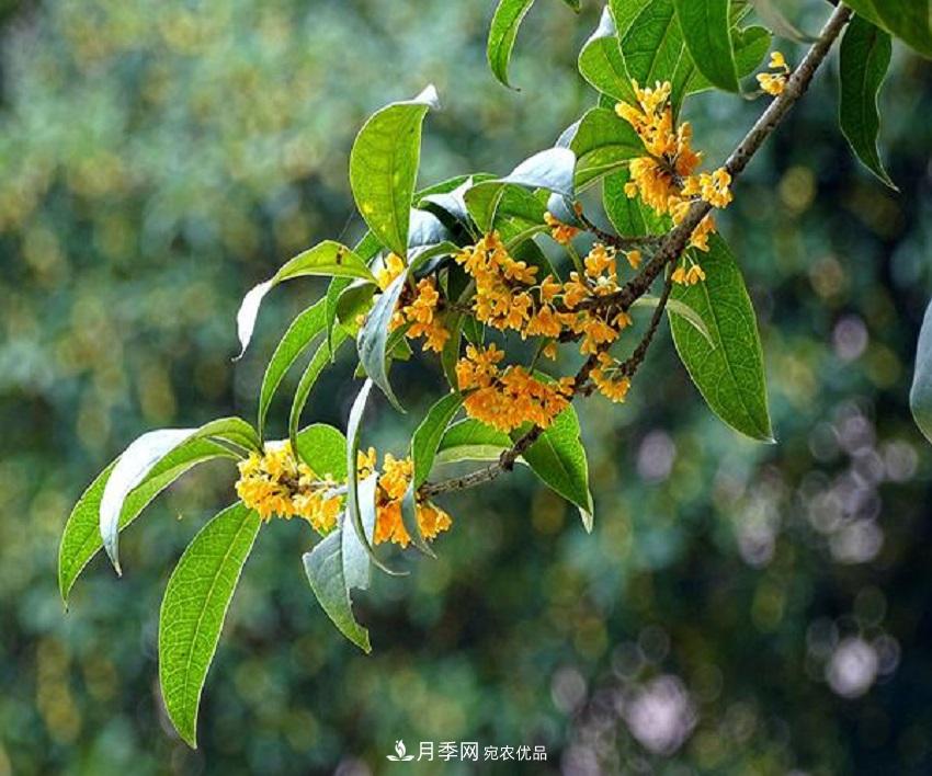 桂花香氣濃郁，但繁殖難？掌握四種方法，明年桂花開(kāi)滿園(圖5)