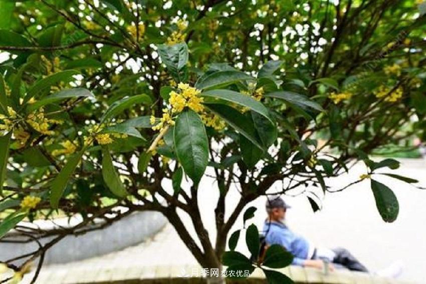 桂花香氣濃郁，但繁殖難？掌握四種方法，明年桂花開(kāi)滿園(圖2)