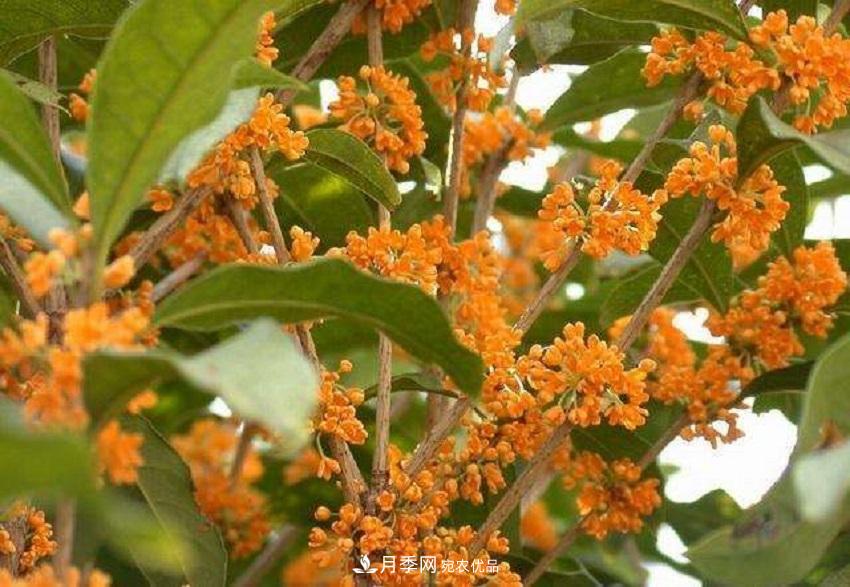 桂花香氣濃郁，但繁殖難？掌握四種方法，明年桂花開(kāi)滿園(圖7)