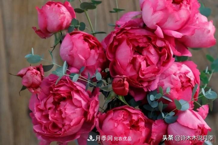 如何買到正版歐月？月季購買防騙手冊，幾招鑒定歐月，拒絕小白花(圖7)