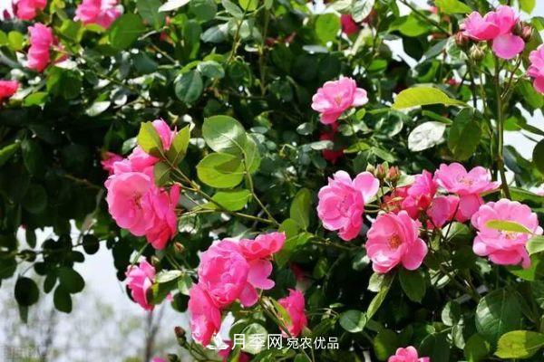 南方地區(qū)為什么養(yǎng)不好藤本月季？3個(gè)原因，各個(gè)都很“致命”(圖5)