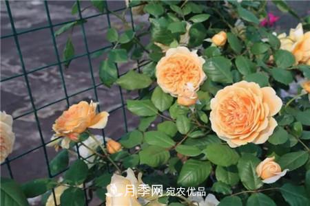 夏天亂澆水，月季多肉…澆一盆死一盆！(圖1)