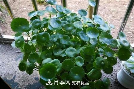 夏天亂澆水，月季多肉…澆一盆死一盆！(圖4)