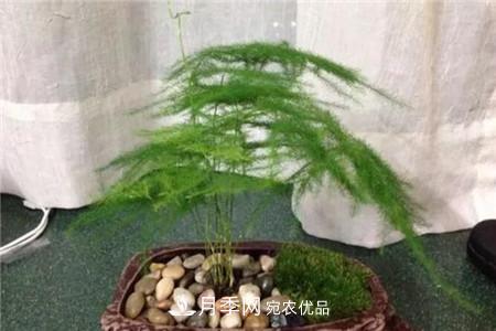 夏天亂澆水，月季多肉…澆一盆死一盆！(圖8)