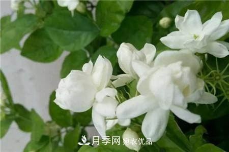 夏天亂澆水，月季多肉…澆一盆死一盆！(圖6)