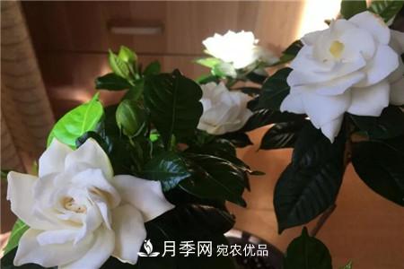 夏天亂澆水，月季多肉…澆一盆死一盆！(圖2)